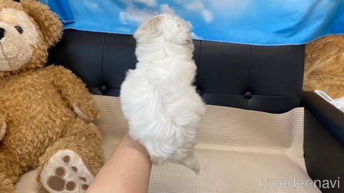 成約済の兵庫県のチワマル:チワワ×マルチーズ-336038の8枚目